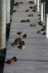 Enten