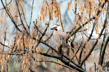 Common jay on tree branch close up.