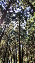 Landscape with forest and trees