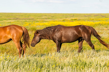 Fototapeta na wymiar A herd of wild horses shown on Water island in atmospheric Rostov state reserve