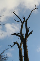 Baum
