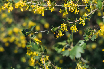 Bush with yellow flowers, yellow flowers, greenery in the garden