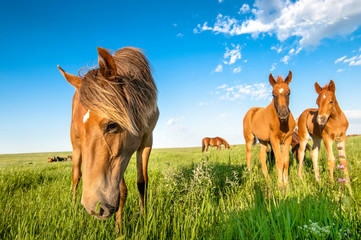 Horse foal on pasture