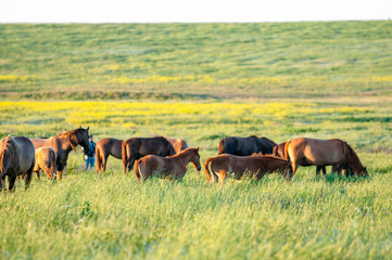 A herd of wild horses shown on Water island in atmospheric Rostov state reserve