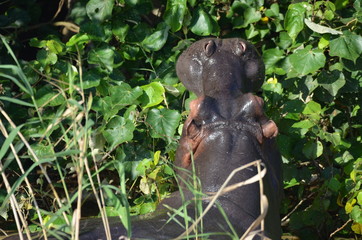 wild hippopotamus eating in the river