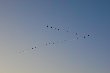 flock of birds flying in formation