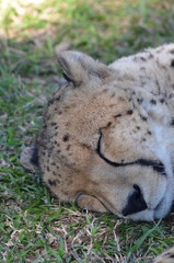 close up of cheetah 