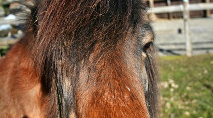 Pferd