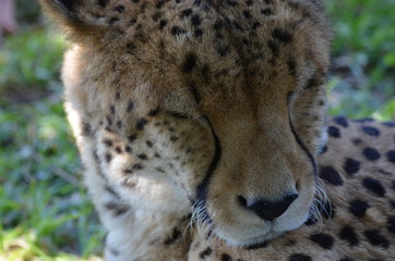 close up of cheetah 
