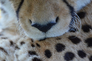 close up of cheetah 