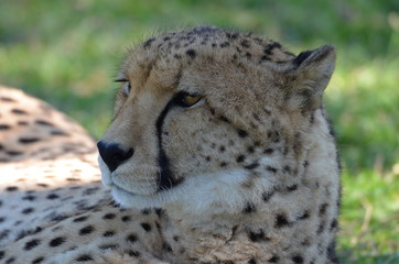 cheetah resting in the grass