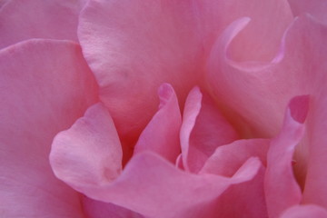 Obraz premium macro image of the center of a soft pink rose with stamens