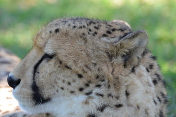 cheetah resting in the grass