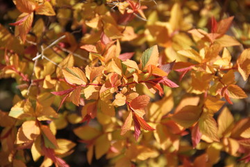 Flame shape spiraea japonica firelight 