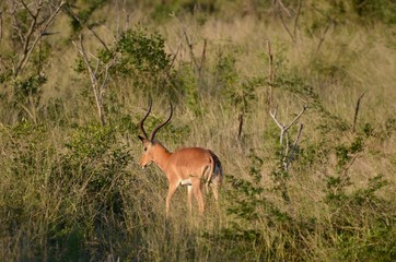 impala antelope 