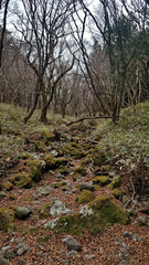 Landscape with forest and trees