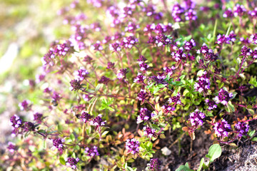 Fresh thyme herbs with violet flowers in garden in summer day