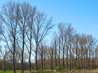 Beautiful trees of Grevenbroich Wevelinghoven in Germany with Erft river