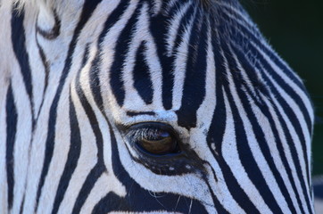 Fototapeta na wymiar wild zebra close up