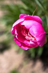 Pink flower peony flowering in sunny day
