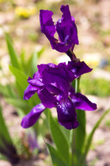Iris planifolia flower. Purple Iris flower bloom