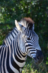 Fototapeta na wymiar wild zebra close up