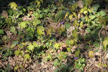 Young maple tree sprouts during spring time