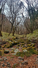 Landscape with forest and trees