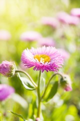 Obraz premium Erigeron Sea Breeze (seaside daisies) in sunny day