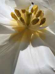 Kwiat Blume Flower 