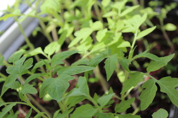 seedlings of tomatoes tomatoes peppers and eggplant in containers on the windowsill