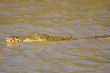 wild crocodile in river