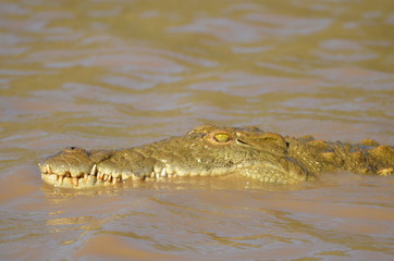 wild crocodile in river