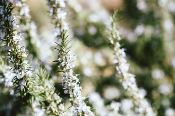 Close-up macro shot of fresh Rosemary branch Salvia rosmarinus flowers and branches bio organic culture in spring garden