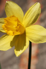 Fototapeta premium the yellow daffodils in the spring garden
