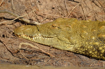 wild crocodile on the river bank