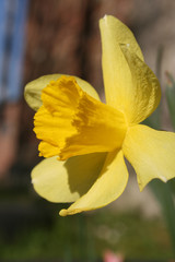 the yellow daffodils in the spring garden