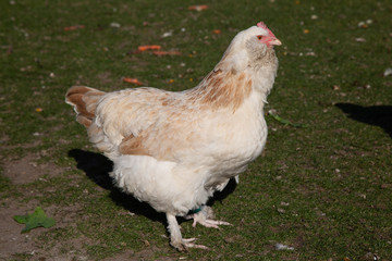 Favorelles chicken fully in view