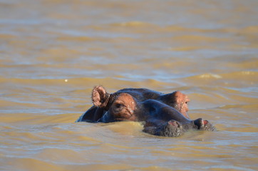 Fototapeta premium wild hippopotamus resting in the water