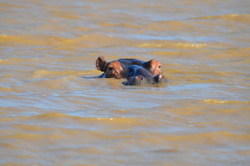 Fototapeta premium wild hippopotamus swimming in the water