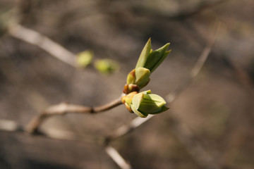 the green buds on the branches of tree in the spring garden