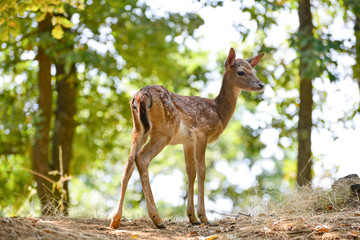 Portrait de petits daims au milieu d'une foret en Europe durant l'été.