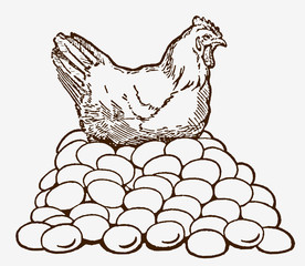 Layer hen sitting on top of huge pile of eggs. Illustration after antique engraving from early 20th century
