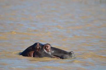 wild hippopotamus in water closeup