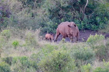 Fototapeta na wymiar Rhino with baby in wild