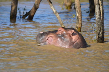 hippopotamus in water