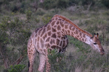 wild giraffe in the savannah