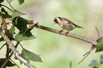 le chardonneret élégant