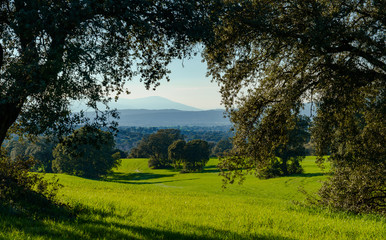 landscape with green grass, bushes, trees and mountains in the back under blue sky