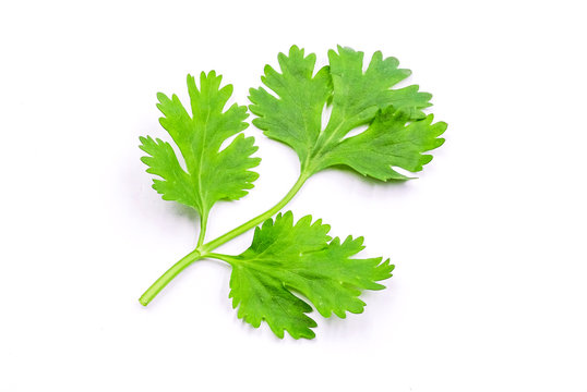 Green fresh coriander leaves close-up, Flat lay (Top view) Vegetable concert, Corianders leaves isolated on white background - Clipping Path.